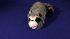 Roxie The Raccoon (Spring Animal) - Trick